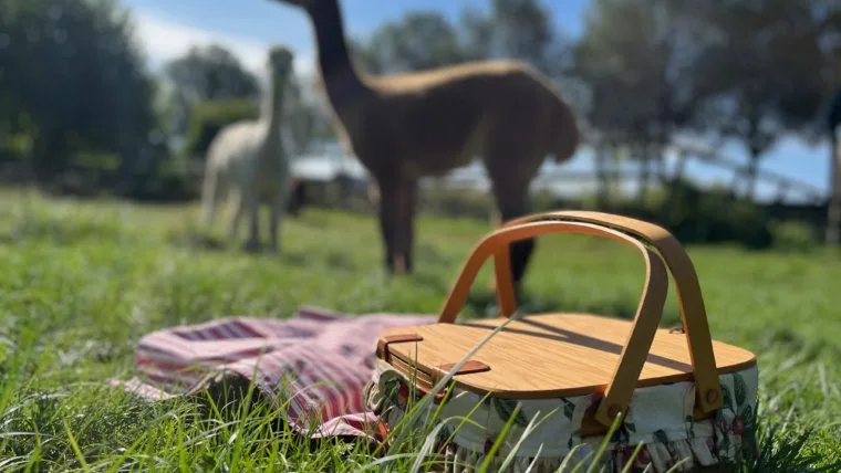 Alpaca Picknick